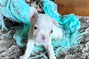 Rogers | Puppies For Sale at Pawrade