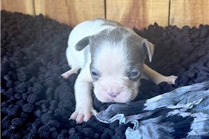 Gwen | Puppies For Sale at Pawrade