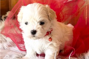 Finley - Mal-Shi - Malshi for sale