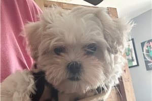 Felix - Mal-Shi - Malshi for sale