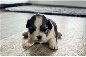 Freya - Mal-Shi - Malshi for sale