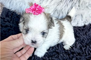 Aurora - Mal-Shi - Malshi for sale