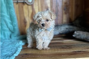 Olson - Malti Poo - Maltipoo for sale