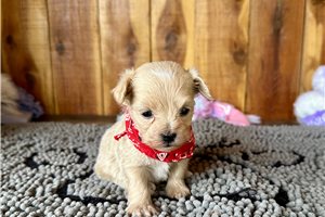 Olson - Malti Poo - Maltipoo for sale