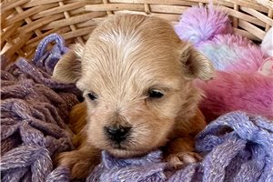 Olson - Malti Poo - Maltipoo for sale