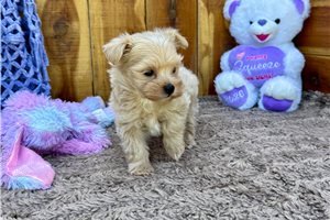 Olson - Malti Poo - Maltipoo for sale