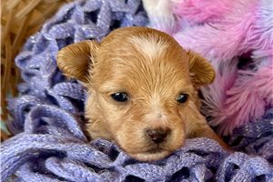 Otis - puppy for sale