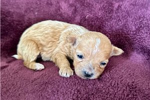 Odette - puppy for sale