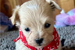 Olson - Malti Poo - Maltipoo for sale
