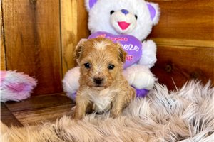 Otis - Malti Poo - Maltipoo for sale