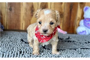 Otis - Malti Poo - Maltipoo for sale