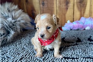 Otis - Malti Poo - Maltipoo for sale