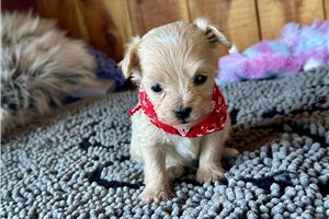 Olson - Malti Poo - Maltipoo for sale