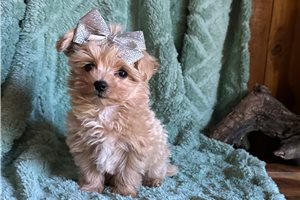 Olson - Malti Poo - Maltipoo for sale