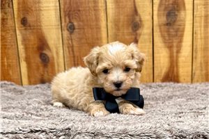 Otis - Malti Poo - Maltipoo for sale