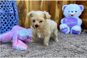 Olson - Malti Poo - Maltipoo for sale