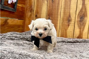 Olson - Malti Poo - Maltipoo for sale