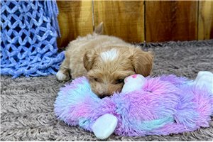 Otis - Malti Poo - Maltipoo for sale