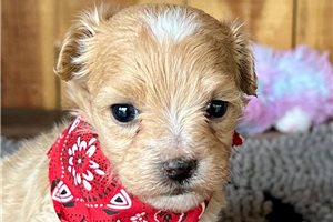 Otis - Malti Poo - Maltipoo for sale