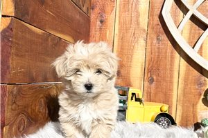 Phoenix - puppy for sale