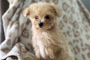 Olson - Malti Poo - Maltipoo for sale