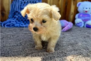 Olson - Malti Poo - Maltipoo for sale