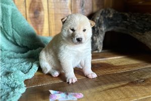Pheobe - puppy for sale