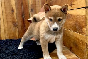 Pongo - Shiba Inu for sale