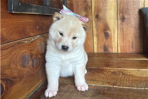 Pheobe - Shiba Inu for sale
