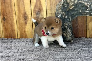 Kinsley - Shiba Inu for sale