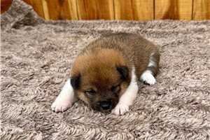 Katherine - puppy for sale