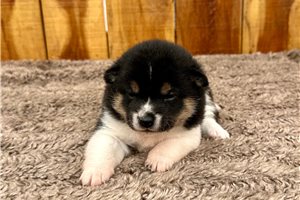 Kaylee - puppy for sale