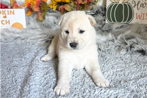 Candy - Shiba Inu for sale