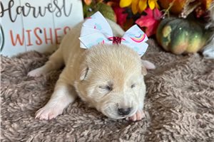 Candy - Shiba Inu for sale