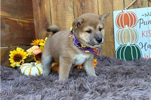 Carissa - Shiba Inu for sale