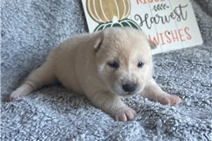 Candy - Shiba Inu for sale