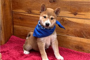 Pongo - Shiba Inu for sale