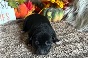 Clyde - Shiba Inu for sale
