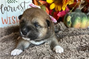 Carissa - Shiba Inu for sale
