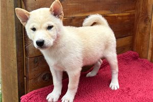 Puck - Shiba Inu for sale