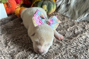 Candy - puppy for sale