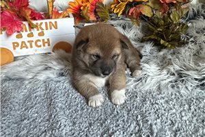Carissa - Shiba Inu for sale
