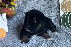 Clyde - Shiba Inu, placed in Jonesboro