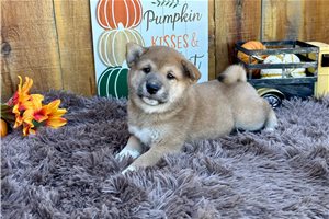 Carissa - Shiba Inu for sale