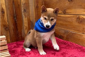 Pongo - Shiba Inu for sale
