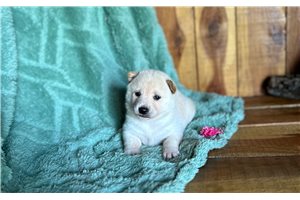 Penny - puppy for sale