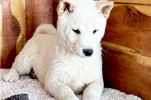 Tomoki - puppy for sale