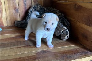 Potter - puppy for sale