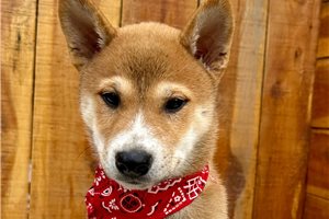 Pongo - Shiba Inu for sale