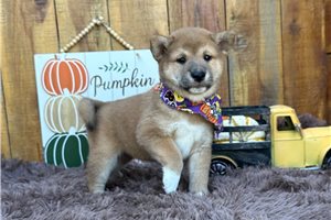 Carissa - Shiba Inu for sale